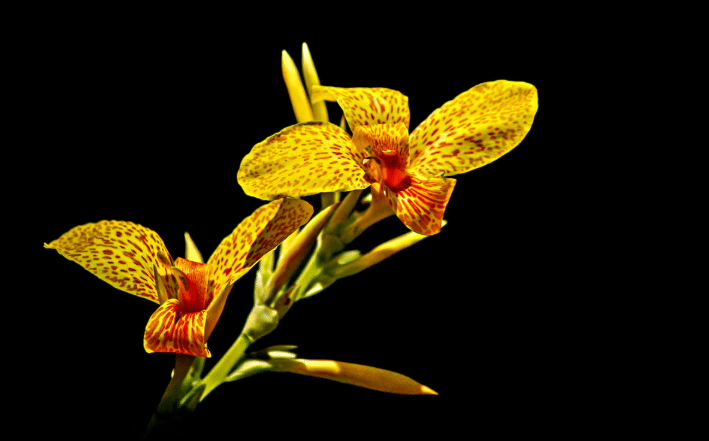 ilustrasi bunga canna lily