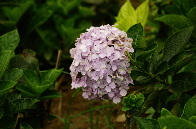 ilustrasi bunga hyndrangea