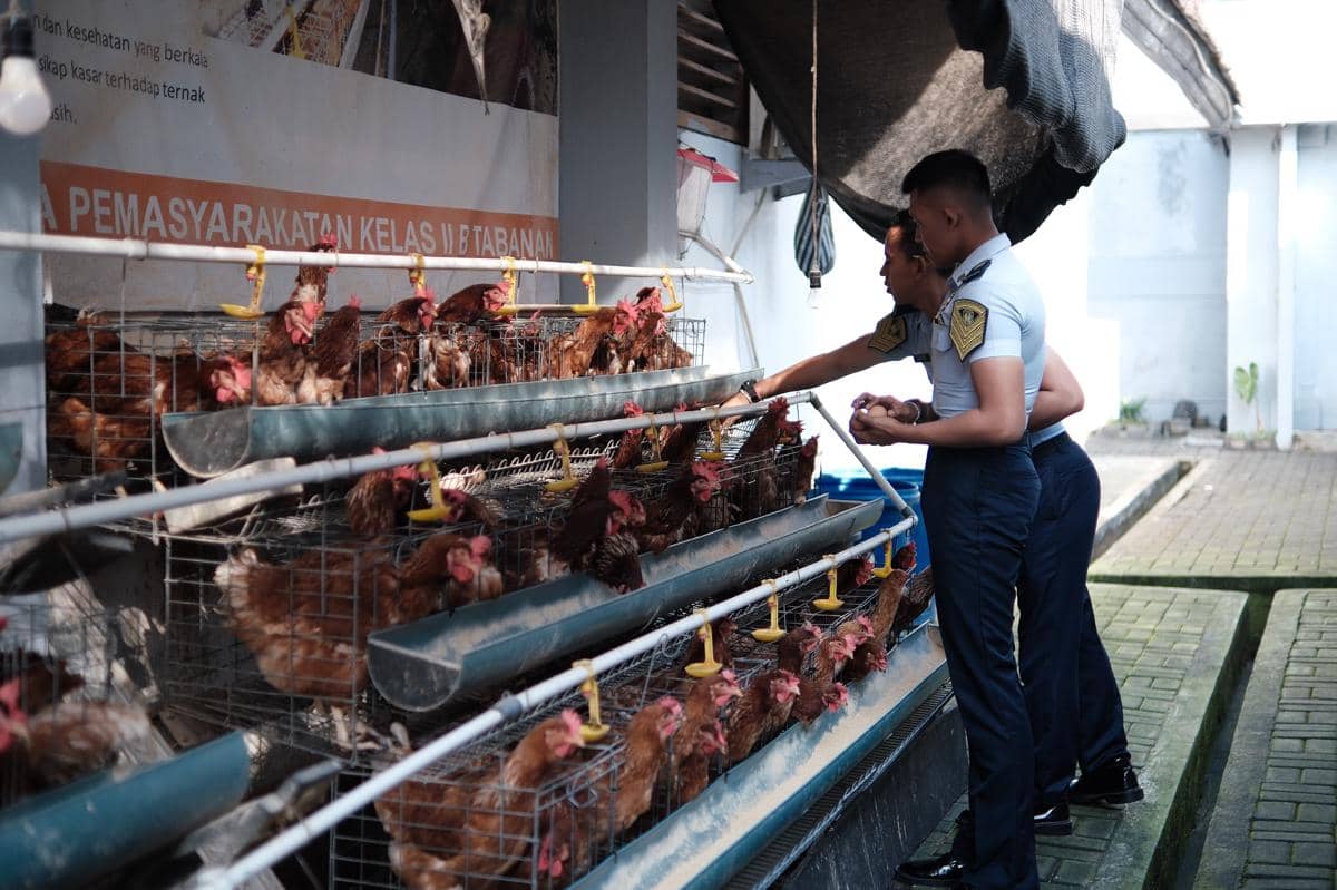 Lapas Tabanan Sulap Area Sempit Jadi Peternakan Produktif