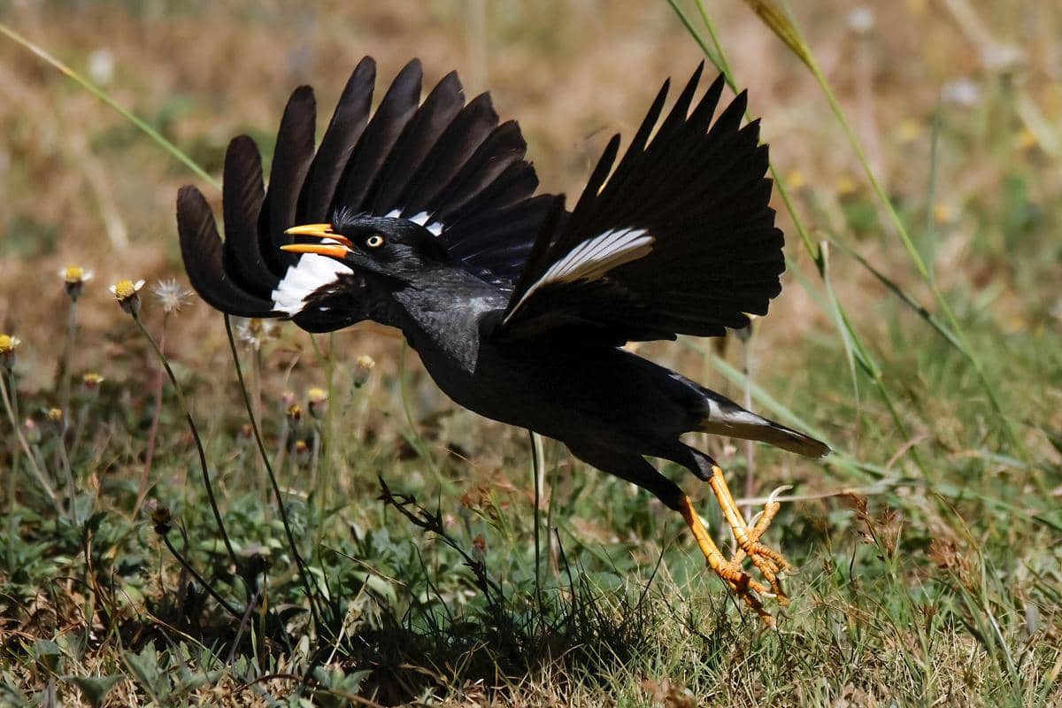 Burung Jalak Kebo