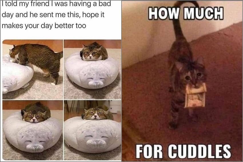 8 Meme Kucing yang Bisa Bikin Hatimu Hangat, Gemas Semua!