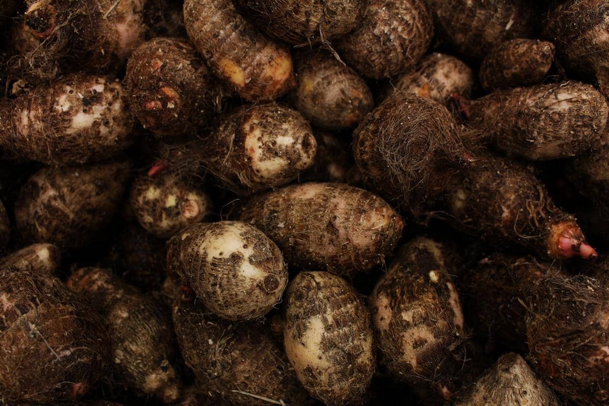 5 Cara Menyimpan Kimpul agar Tidak Cepat Bertunas dan Busuk