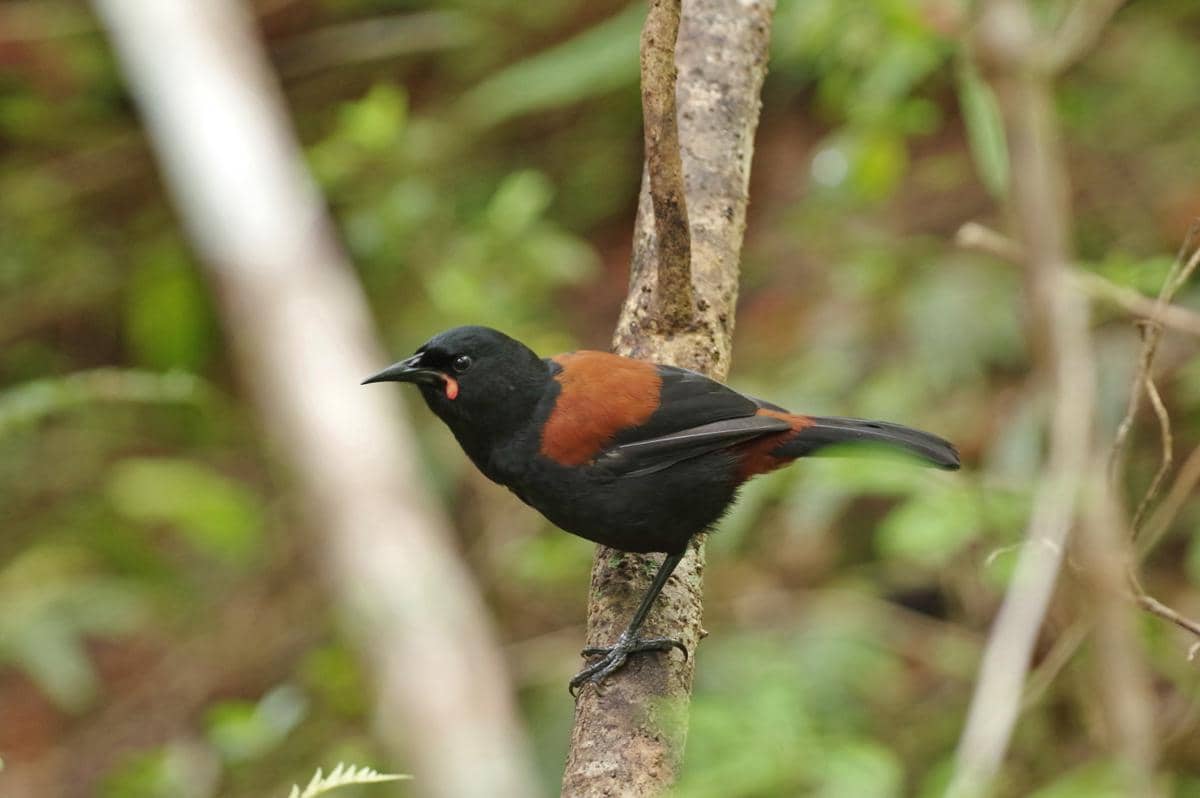 Burung south island saddleback, kerabat dekat north island saddleback.