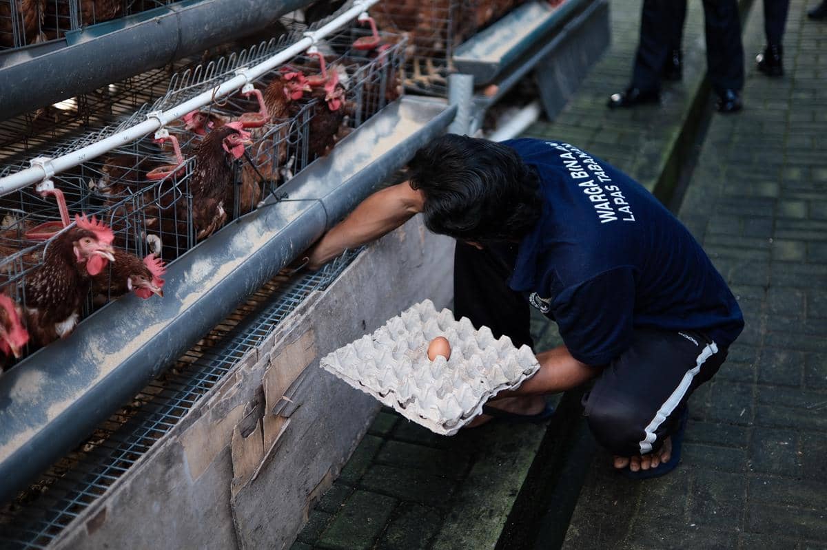 Kandang peternakan ayam petelur di Lapas Tabanan dengan deretan ayam berada di dalam kandang tertutup.