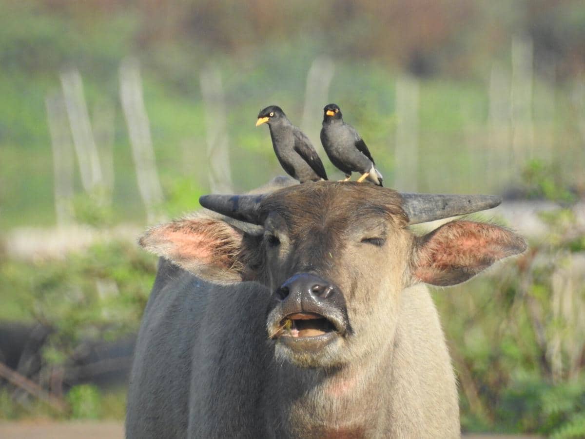 Burung Jalak Kebo
