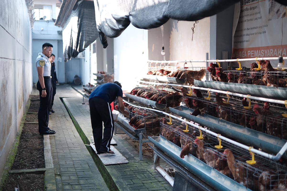 Ayam petelur berada di area peternakan Lapas Tabanan, dengan kandang-kandang yang tersusun berjajar.