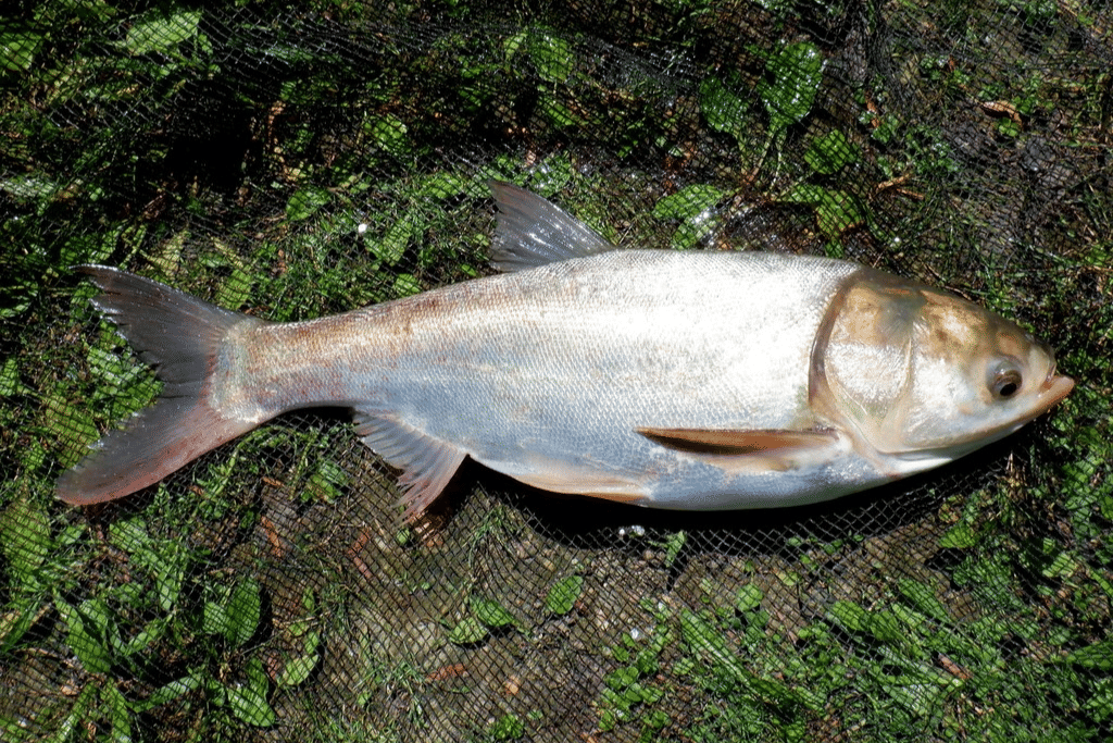 5 Fakta Unik Ikan Mas Perak, Dipancing dengan Metode Khusus