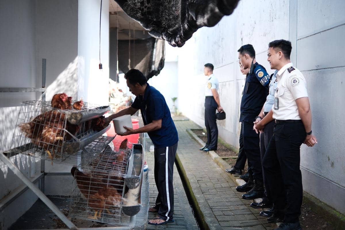 Ayam petelur berada di kandang peternakan ayam di Lapas Tabanan sebagai bagian dari kegiatan pembinaan warga binaan.