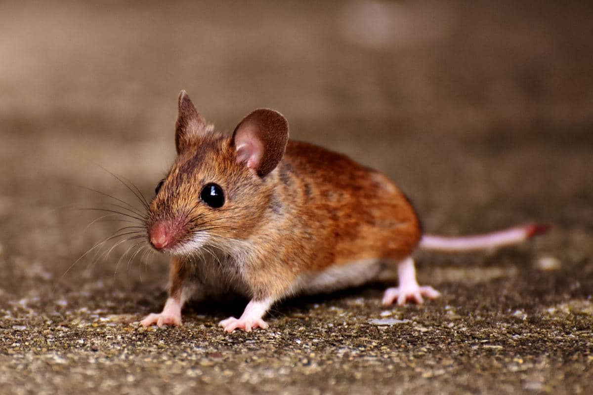 5 Cara Ampuh Mengusir Tikus dari Mesin Mobil, Jangan Tunggu!