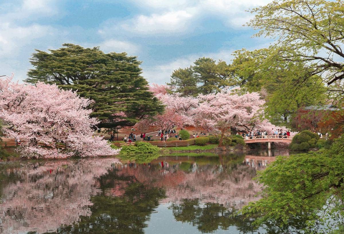 pemandangan Shinjuku Gyoen saat musim semi