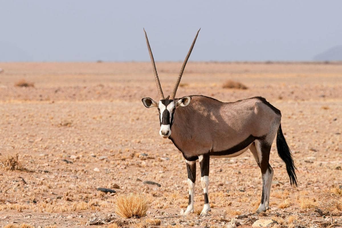 ilustrasi oryx
