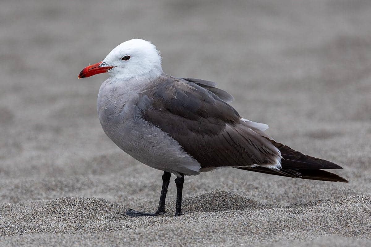 5 Fakta Heermann's Gull, Camar yang Kerap Mencuri Makanan dari Pelikan