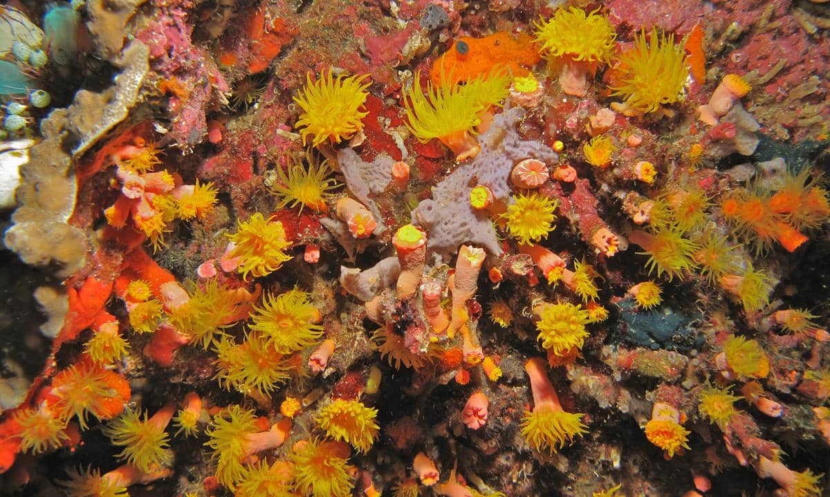 sun coral