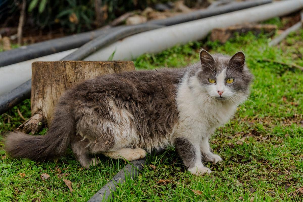 kucing Skookum