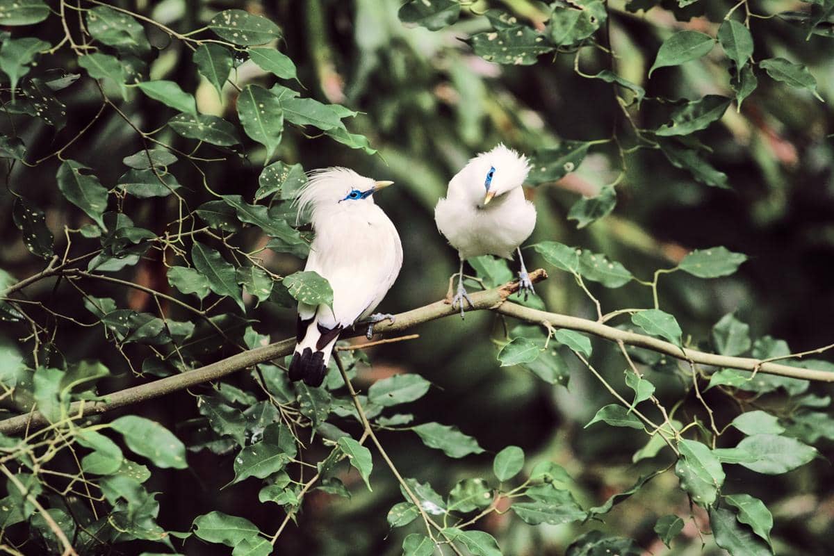 Burung Jalak Bali