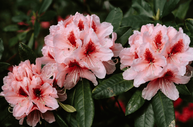 ilustrasi tanaman rhododendron 
