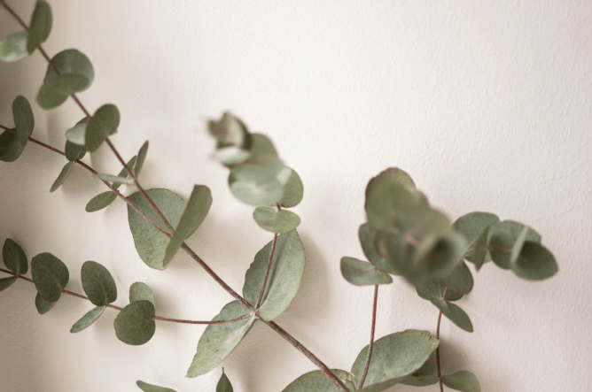 ilustrasi tanaman eucalyptus