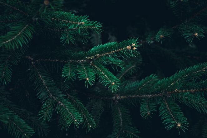 ilustrasi pohon cemara