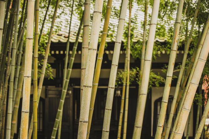 ilustrasi bambu