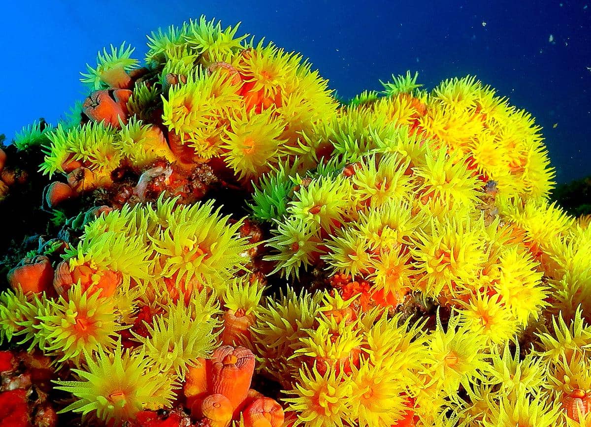 5 Fakta Sun Coral, Karang Laut yang Sering Dikira Tumbuhan