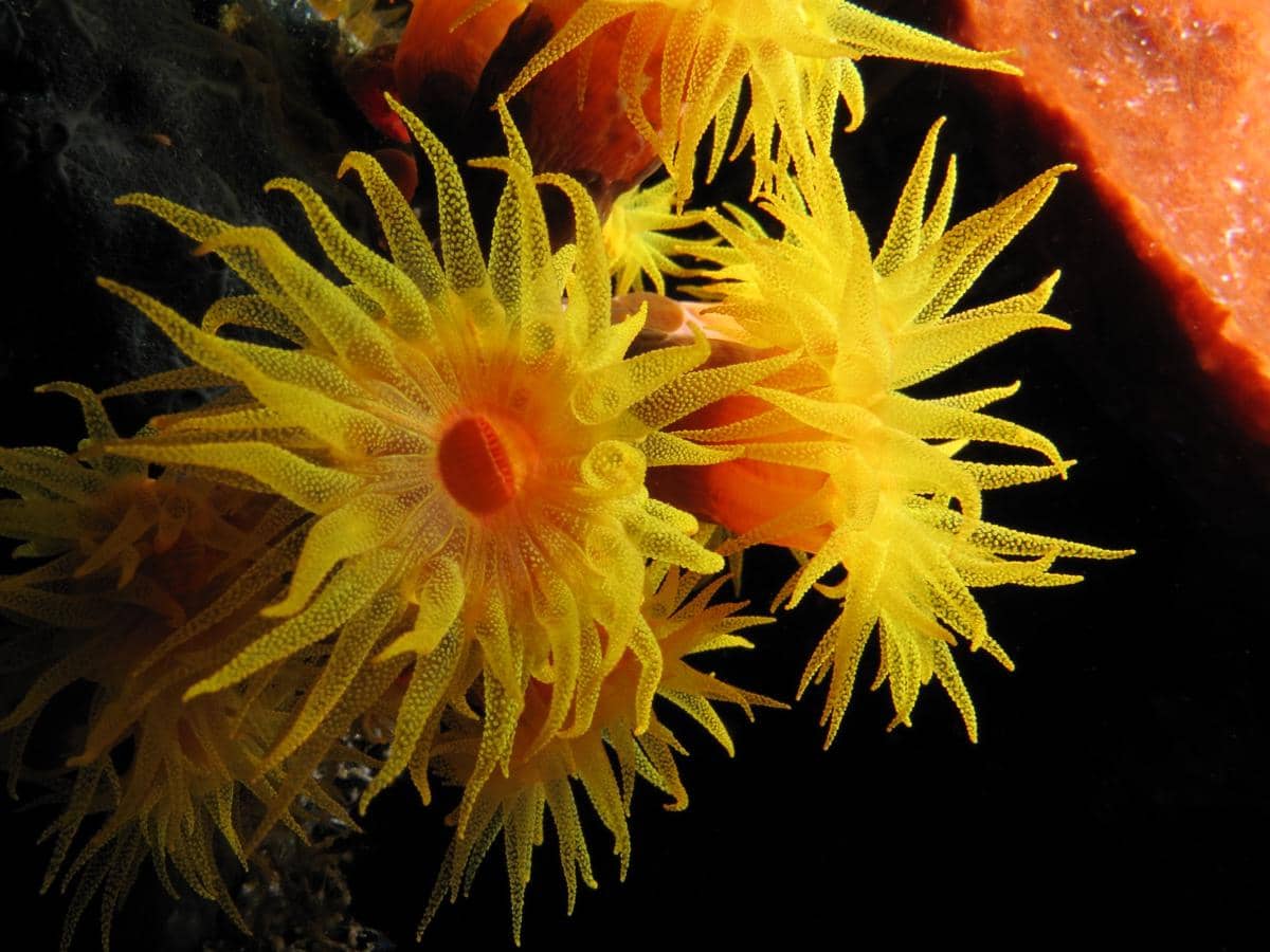 sun coral