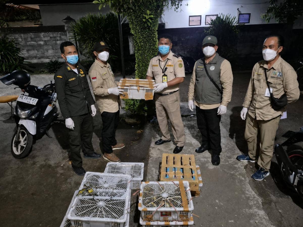 482 Burung dari NTB Tanpa Dokumen Disita di Padangbai