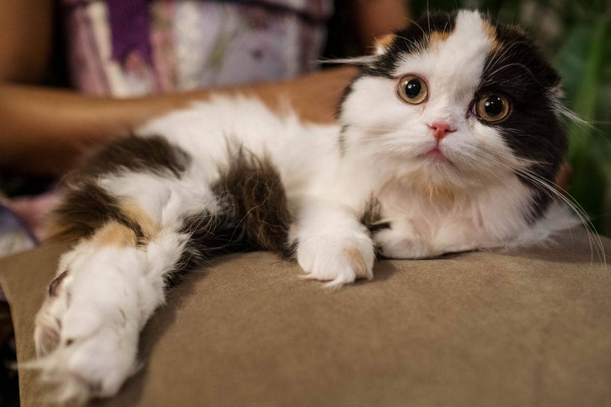 kucing napoleon