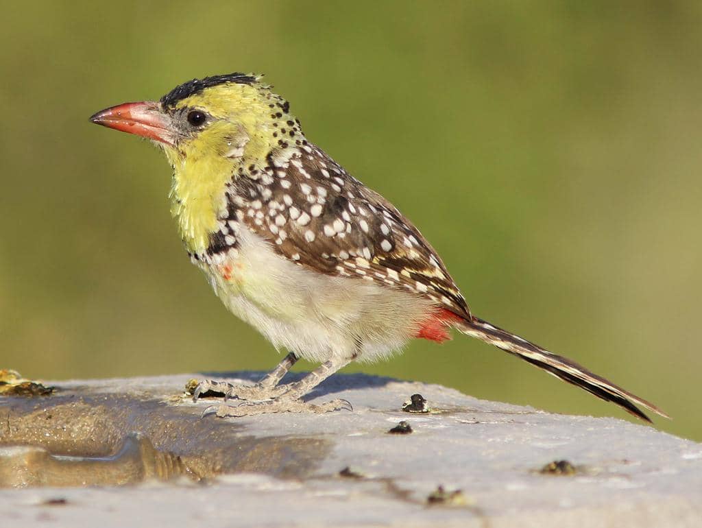 5 Fakta Yellow Breasted Barbet, Burung Bercorak Unik dari Afrika