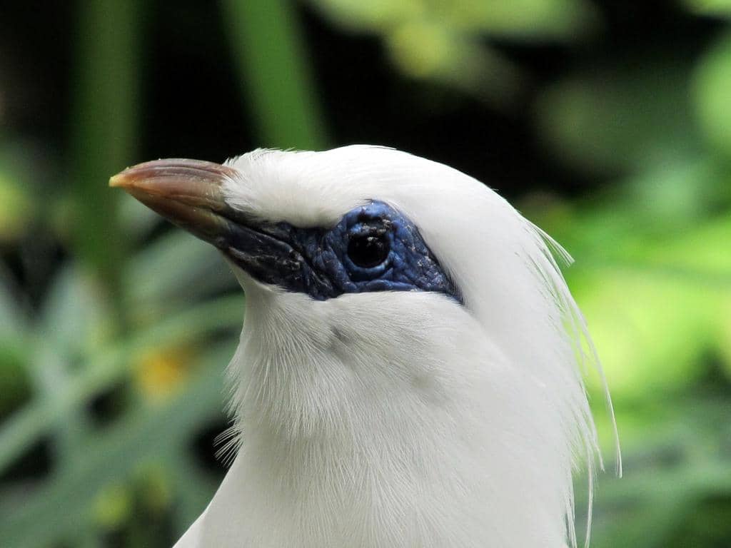 Burung Jalak Bali
