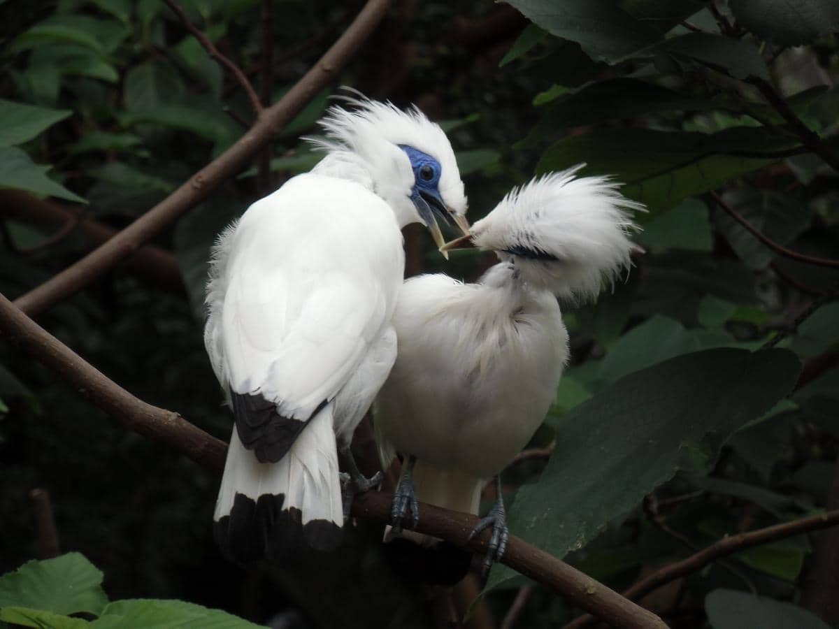 Burung Jalak Bali