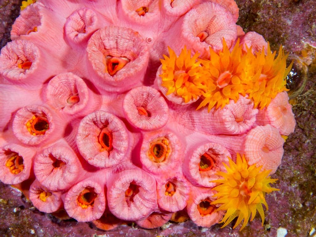 sun coral
