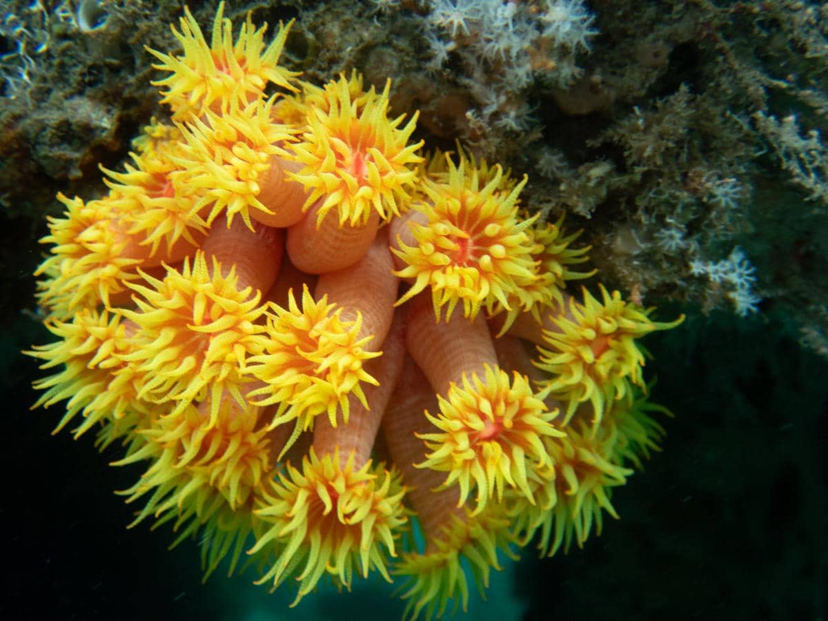sun coral