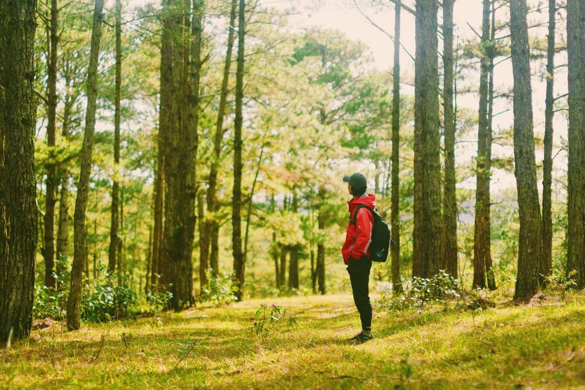 ilustrasi melakukan forest bathing