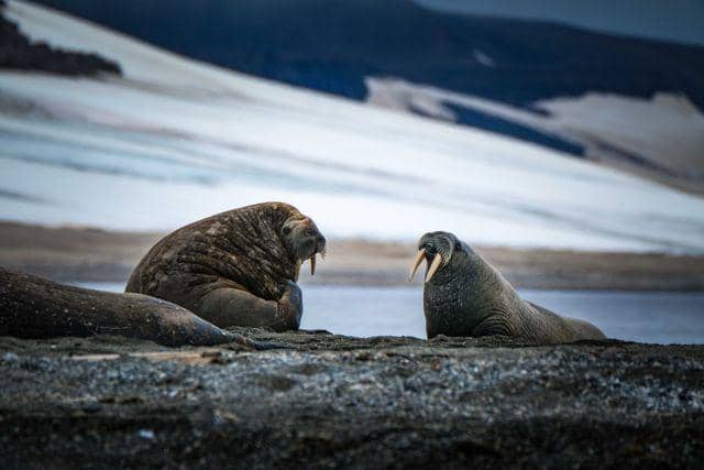 ilustrasi walrus di Norwegia