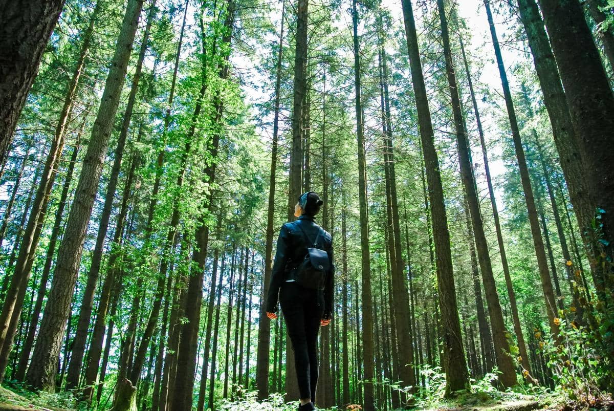 ilustrasi forest bathing