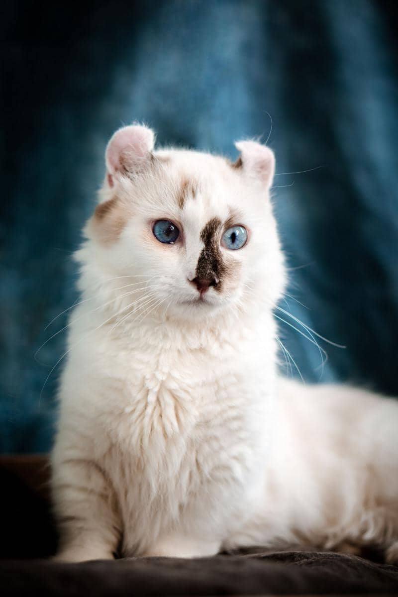 kucing Kinkalow