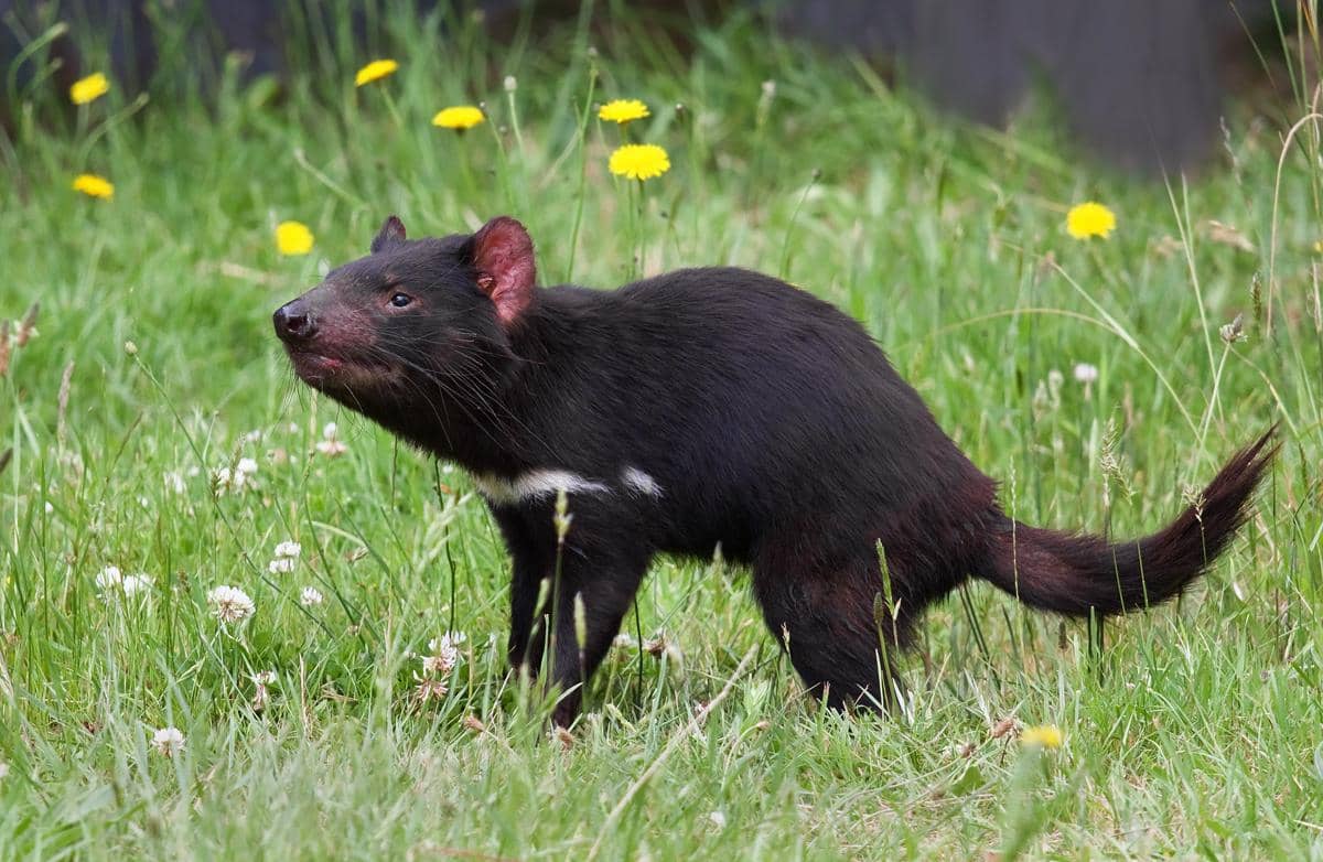 Tasmanian devil, satwa ikonik Tasmania