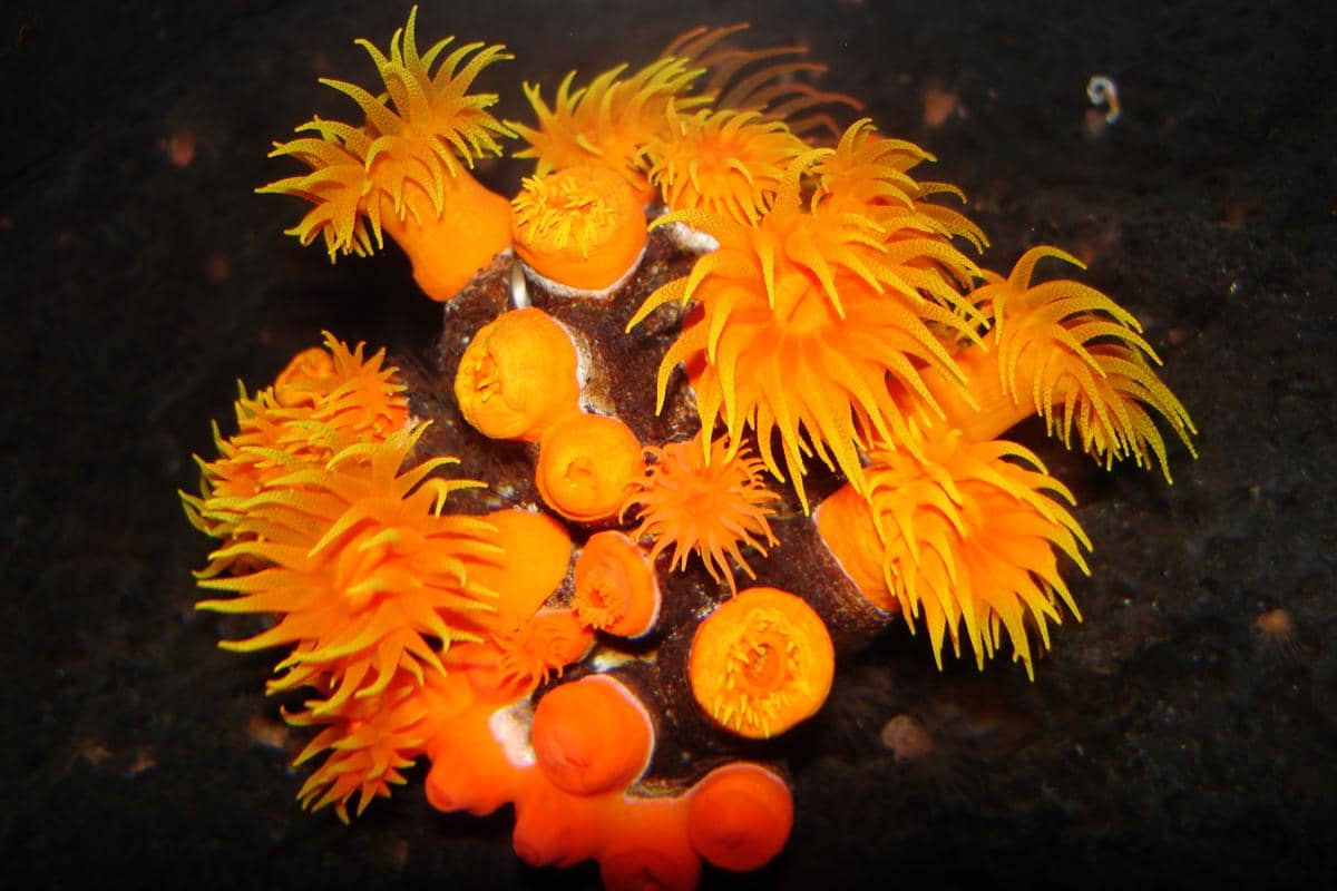 sun coral