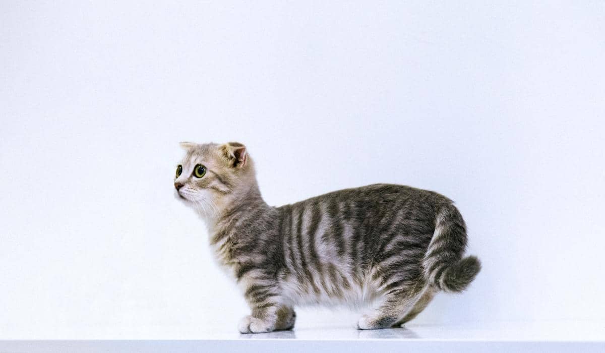 7 Ras Kucing Ini Punya Kaki yang Pendek, Gak Kuat Imutnya