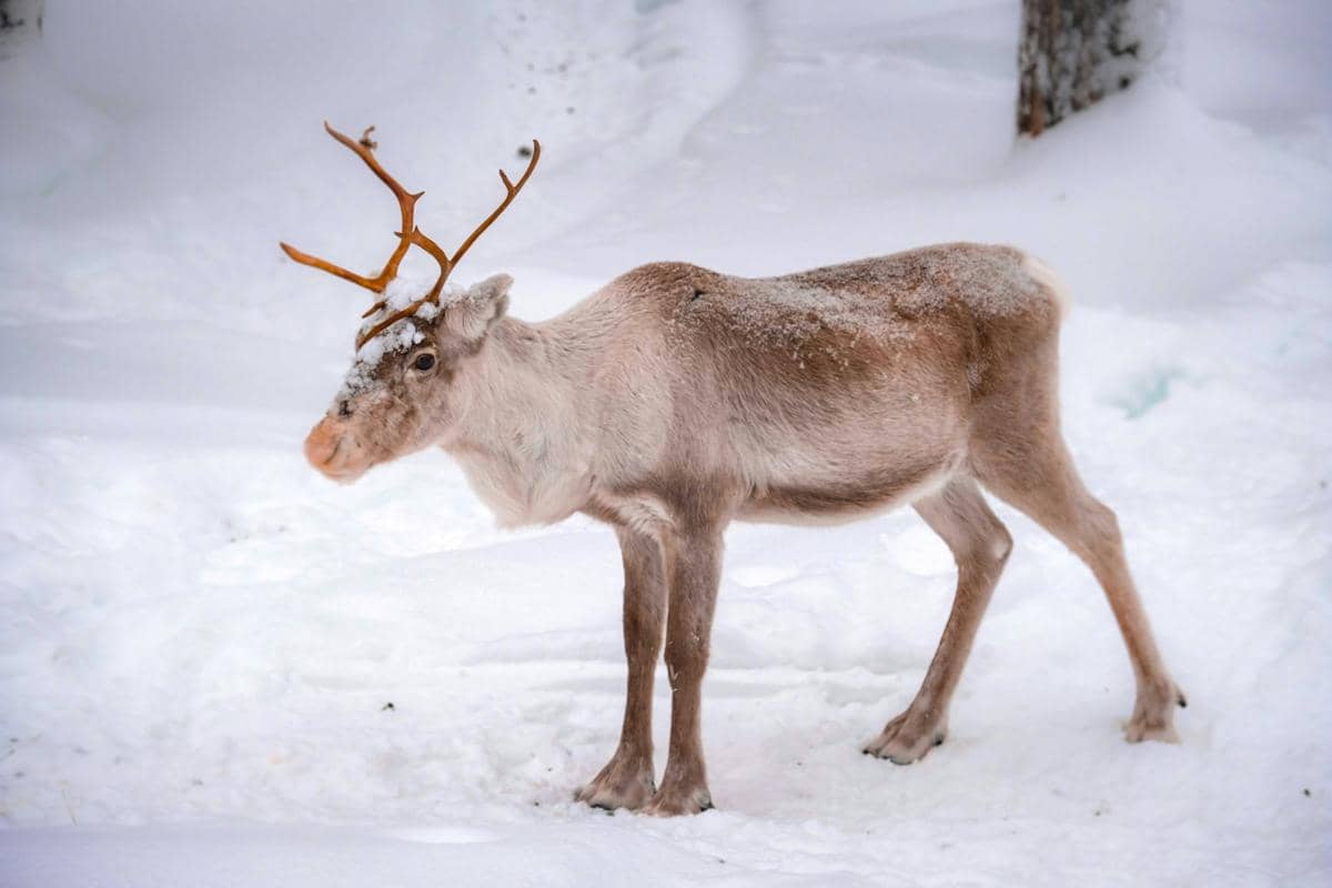 Norwegia Selidiki Kematian Belasan Rusa Kutub di Kepulauan Svalbard