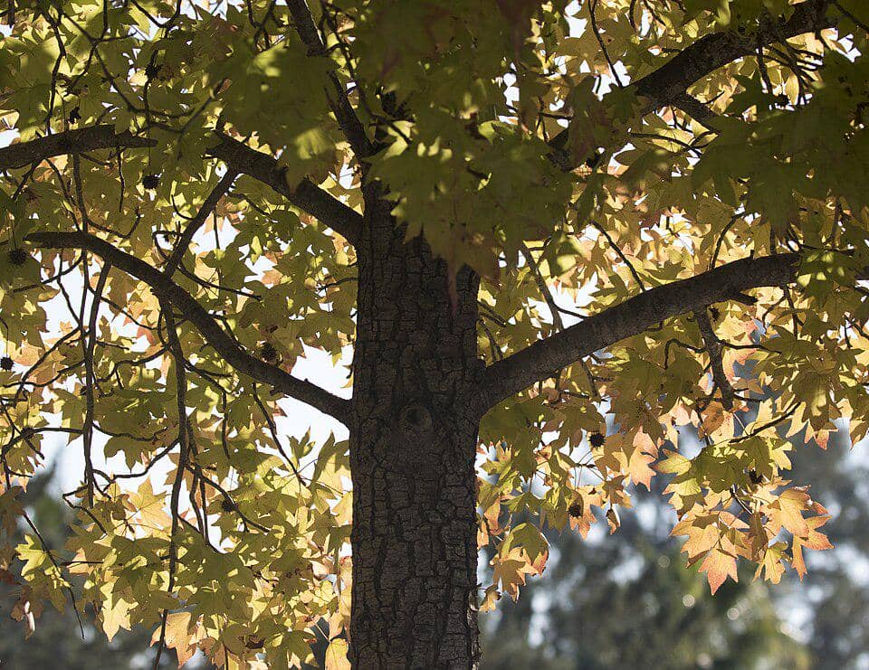 Tampilan tanaman pohon sweetgum oriental