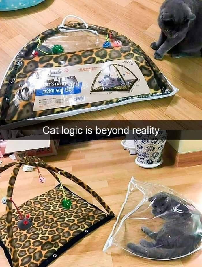 meme logika kucing