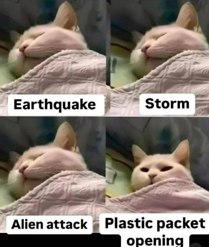 meme logika kucing