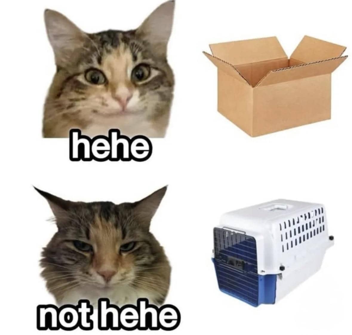 meme logika kucing