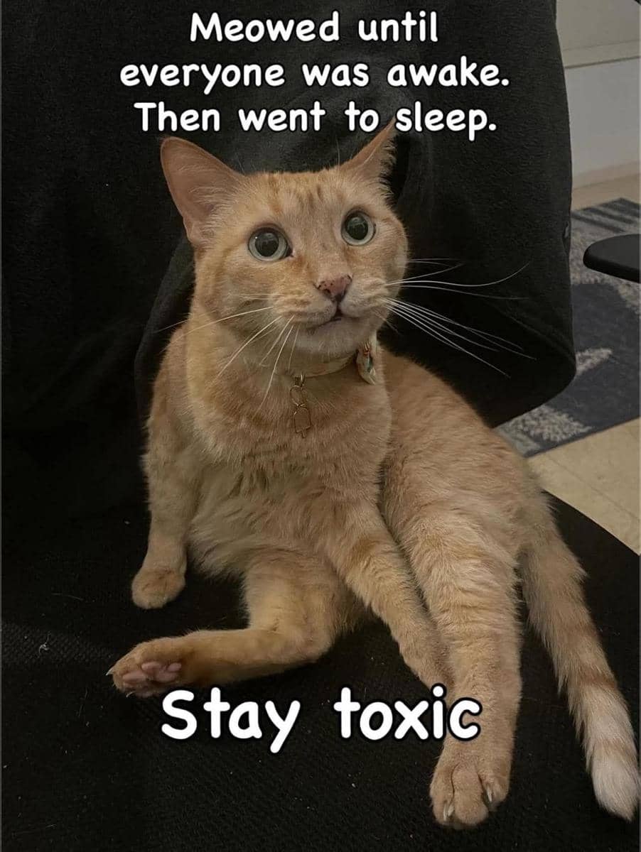meme logika kucing