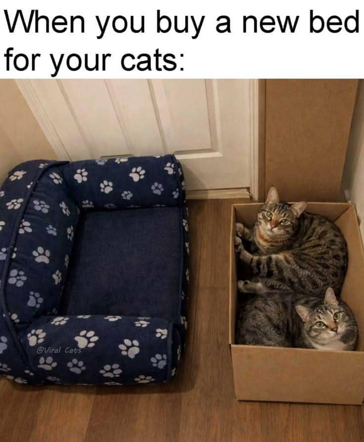 meme logika kucing