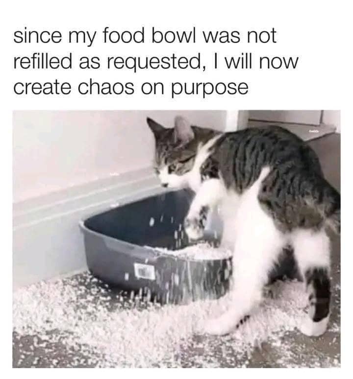 meme logika kucing