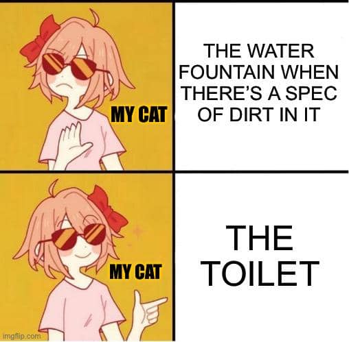 meme logika kucing