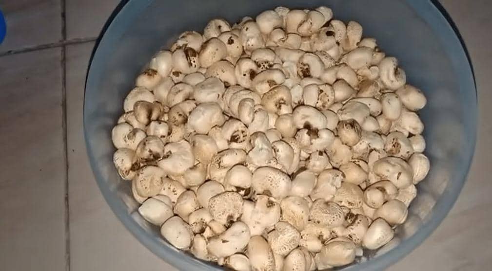 Serupa tapi Tak Sama, Ini Perbedaan Popcorn dan Benno Bugis