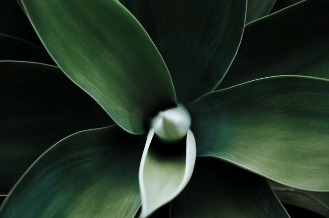 ilustrasi tanaman agave attenuata